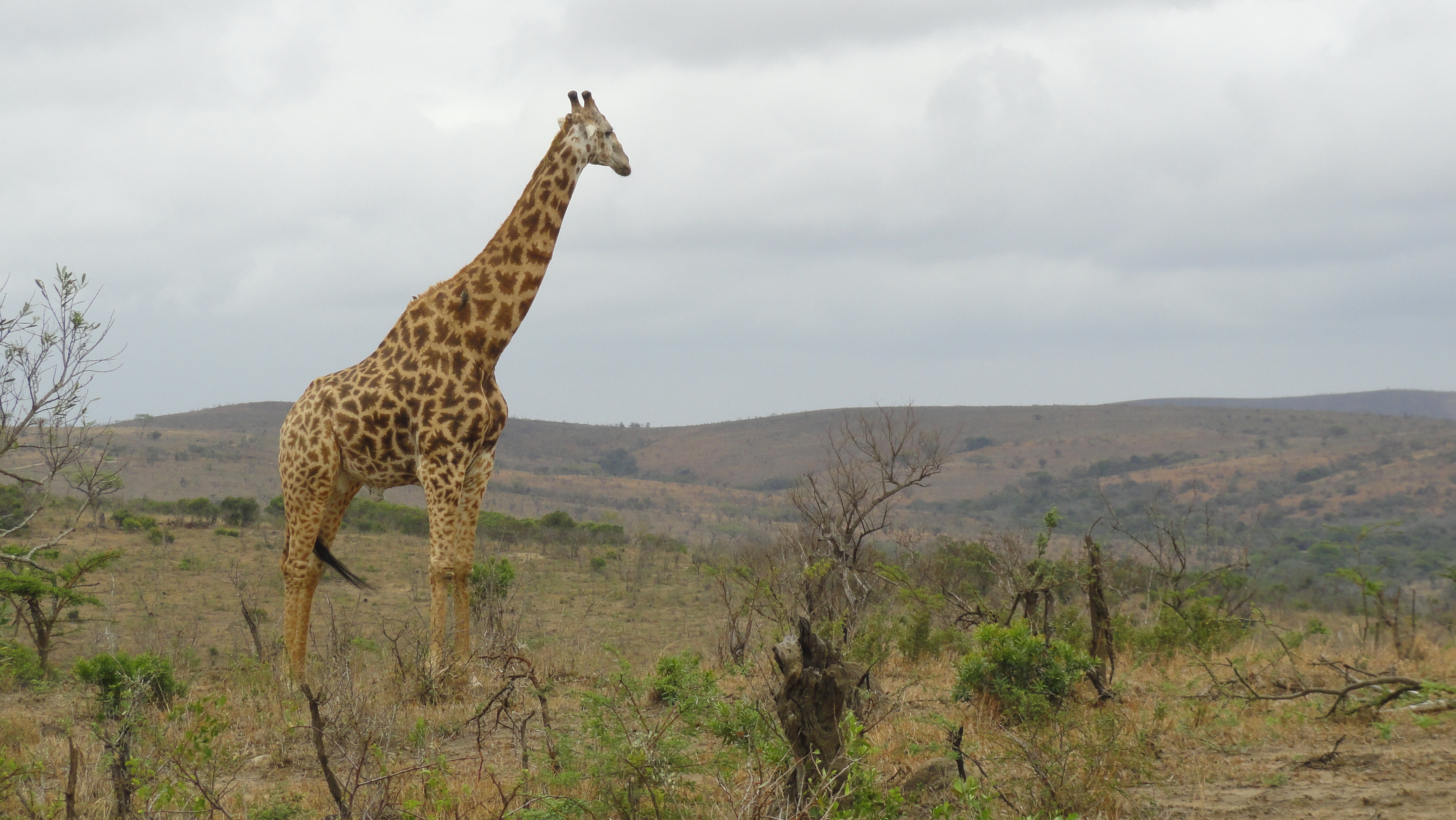 Zuid-Afrika 2015